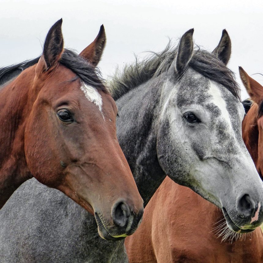 Equine Welfare Improvement Program in FERLO (PABEEF)