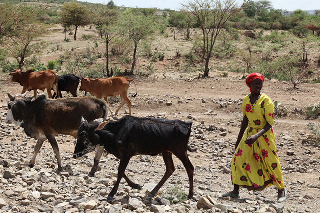 Projet d’appui à la mobilité du bétail pour un meilleur accès aux ressources et aux marchés (PAMOBARMA)