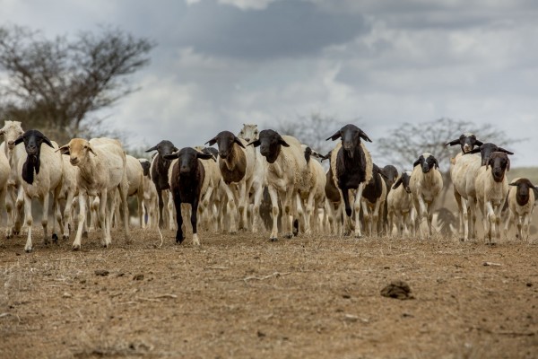 Projet Élevages et Pastoralisme Intégrés et Sécurisés en Afrique de l’Ouest (PEPISAO)